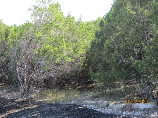 a view of a forest with trees in the background