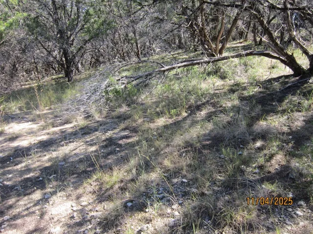 a view of a forest with a tree