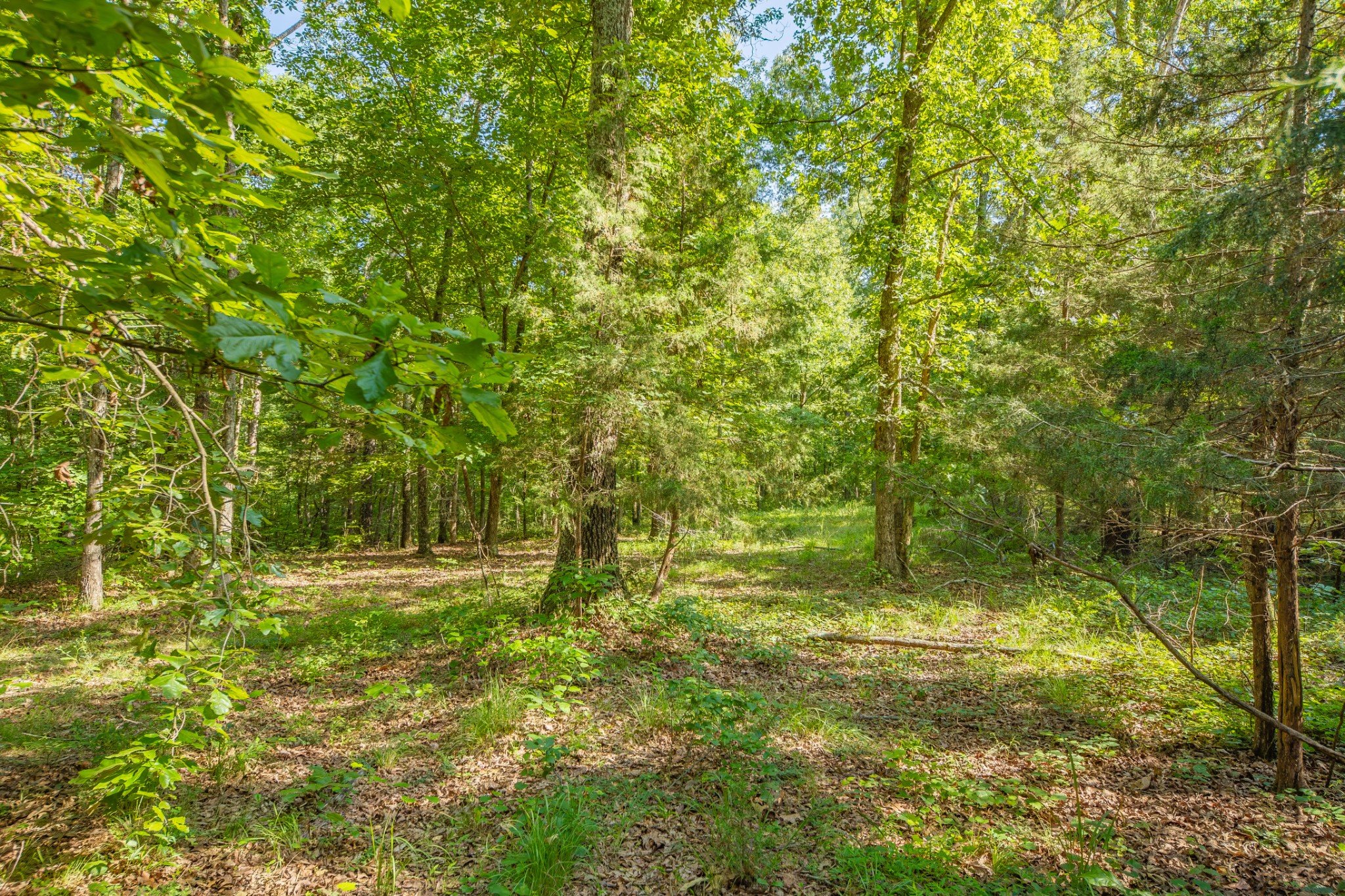0 Pinewood Road Nunnelly, TN 37137 - Photo 23 of 64 Gallery Image 23