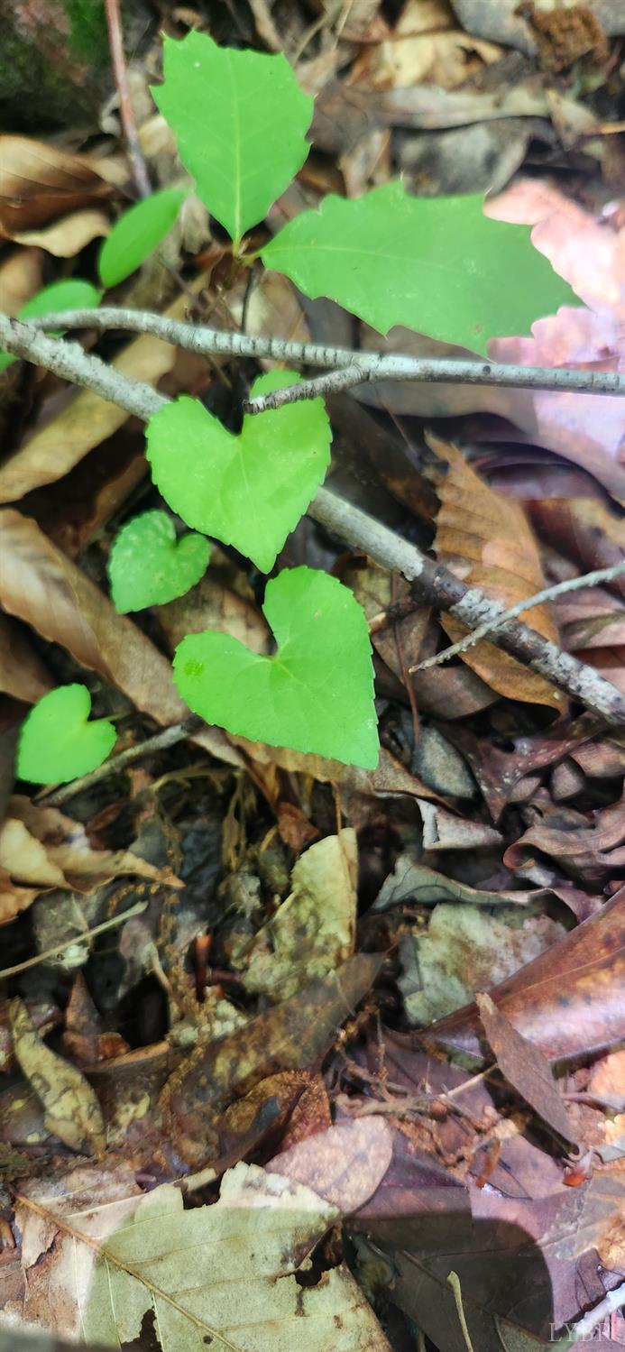 3171 Earley Farm Road Madison Heights, VA 24572 - Photo 30 of 42 a view of a backyard with plants