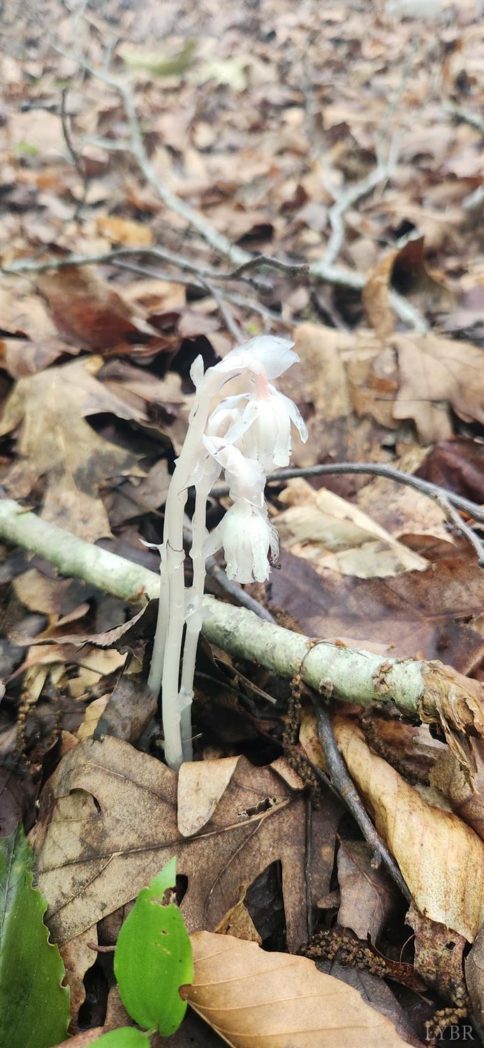 3171 Earley Farm Road Madison Heights, VA 24572 - Photo 31 of 42 a view of a backyard of the house