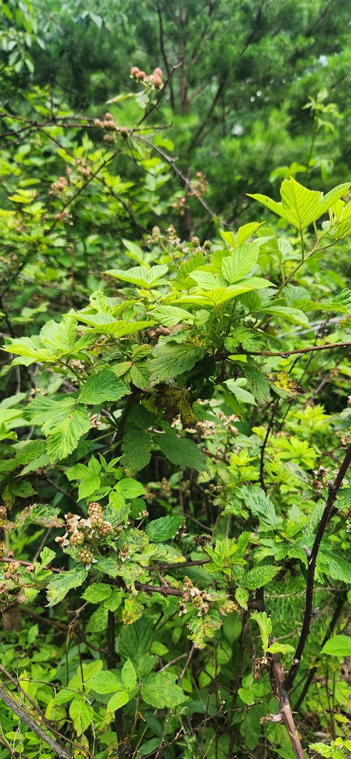 3171 Earley Farm Road Madison Heights, VA 24572 - Photo 32 of 42