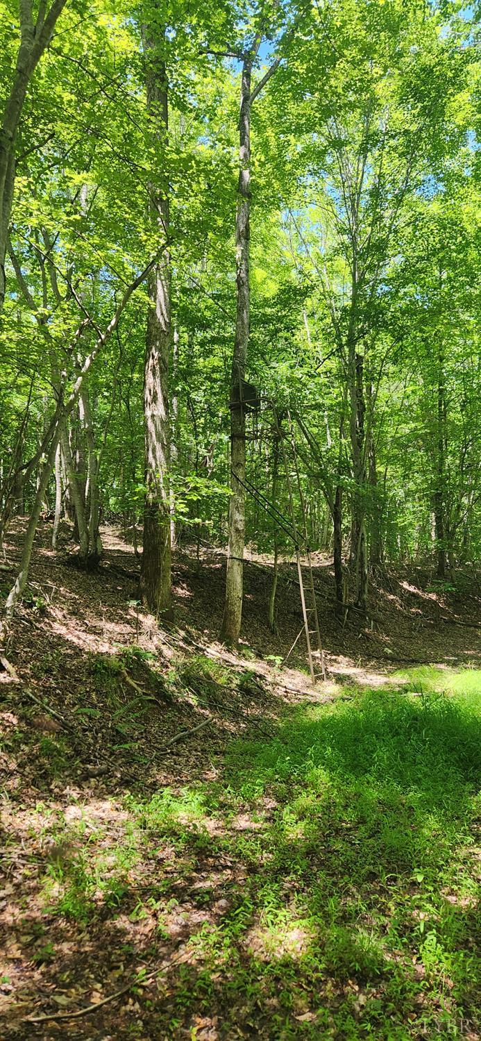 3171 Earley Farm Road Madison Heights, VA 24572 - Photo 35 of 42 a view of a bench in the garden