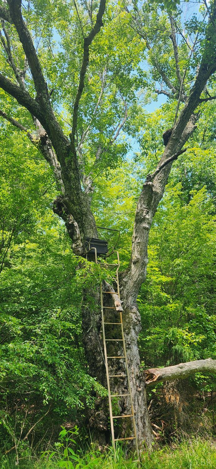 3171 Earley Farm Road Madison Heights, VA 24572 - Photo 36 of 42 a green field with lots of bushes
