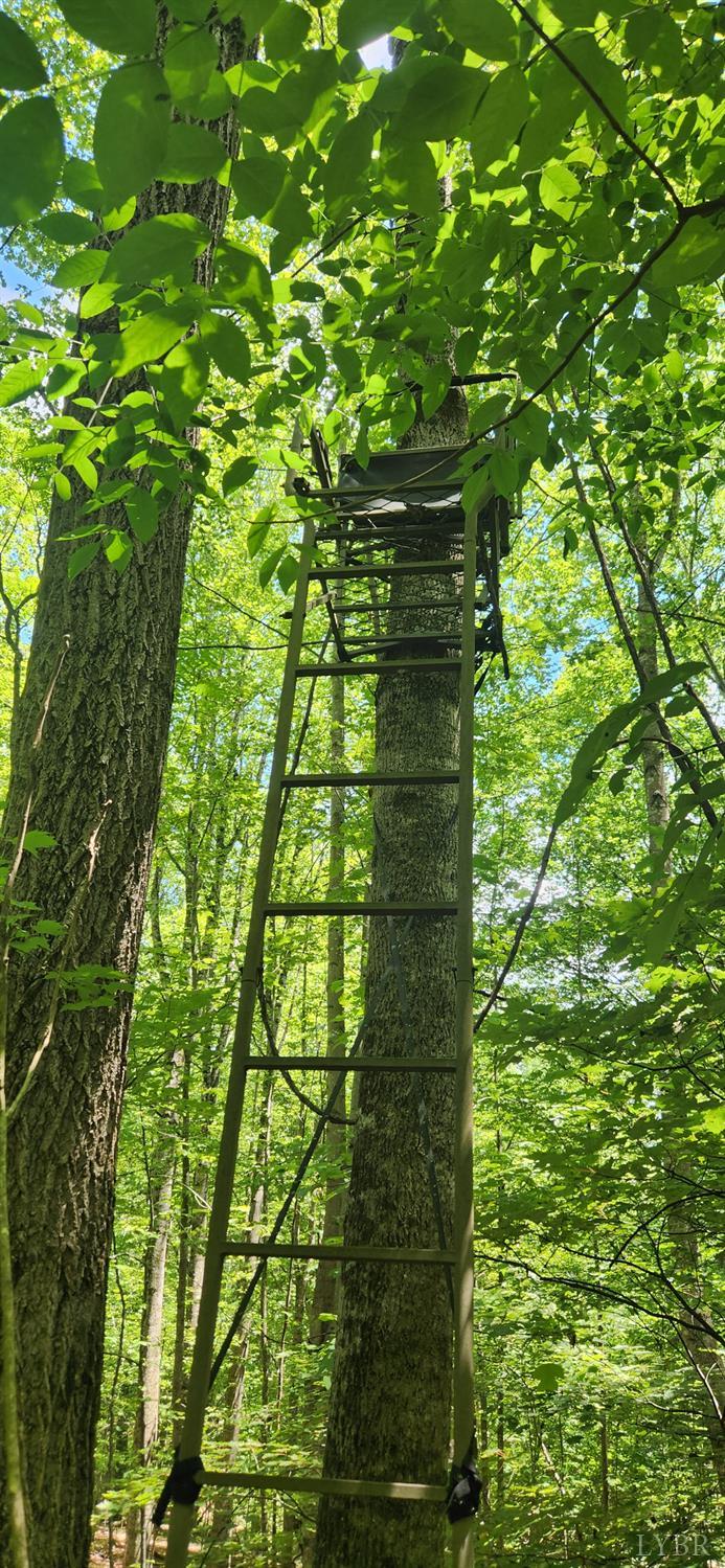 3171 Earley Farm Road Madison Heights, VA 24572 - Photo 37 of 42 a close up of a plant