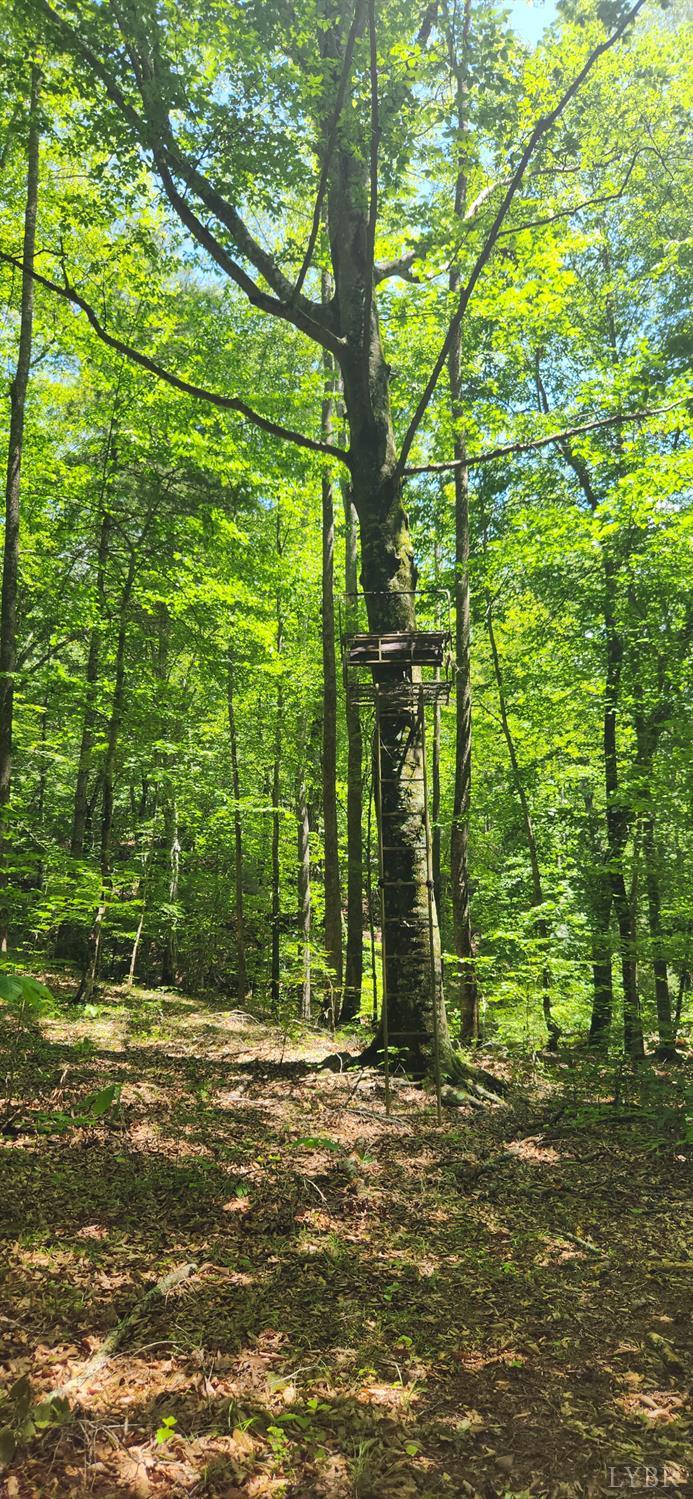 3171 Earley Farm Road Madison Heights, VA 24572 - Photo 38 of 42 a view of outdoor space with yard