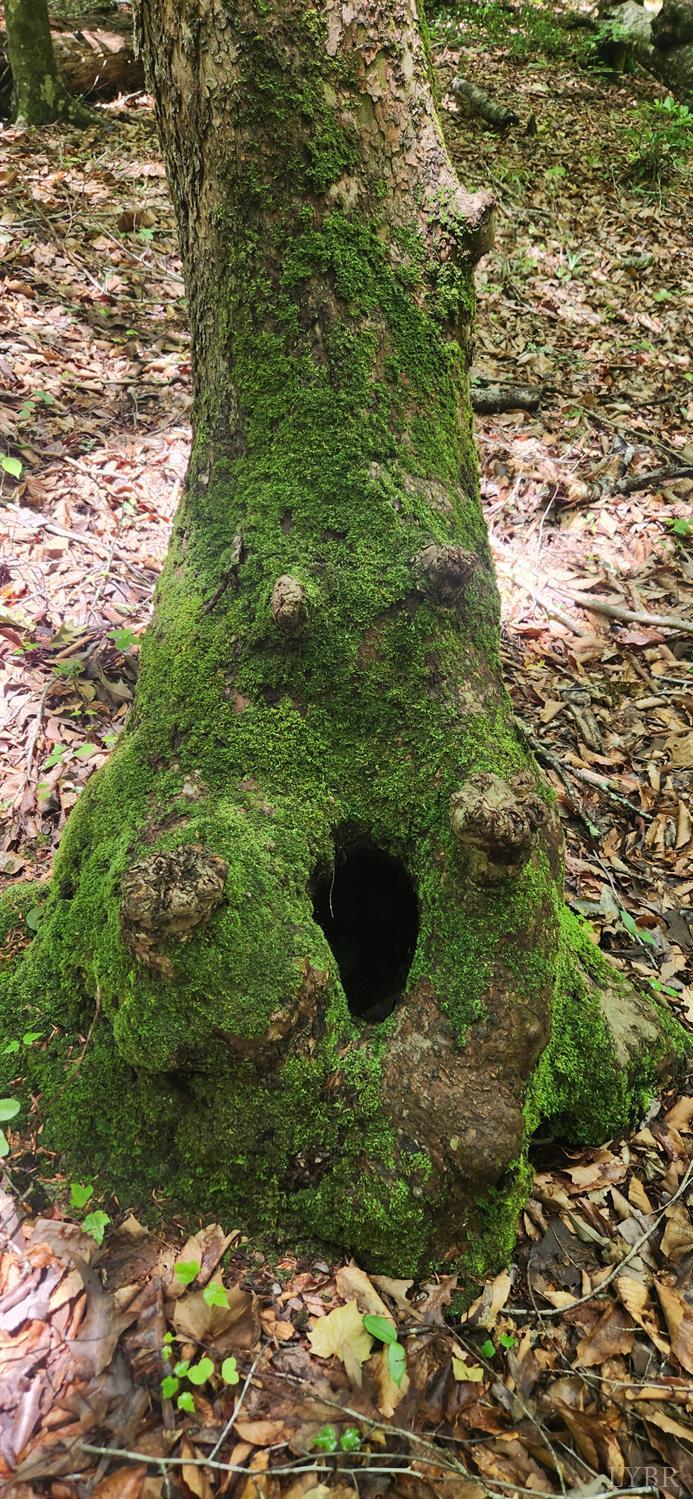 3171 Earley Farm Road Madison Heights, VA 24572 - Photo 8 of 42 a view of a garden