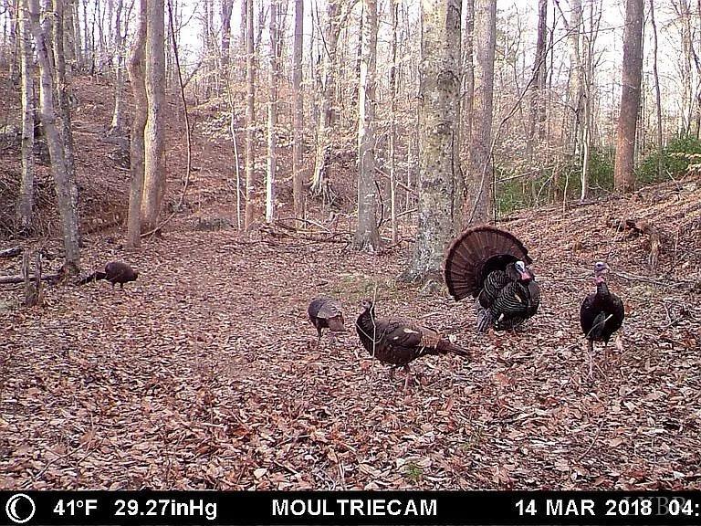 3171 Earley Farm Road Madison Heights, VA 24572 - Photo 9 of 42 a picture of a outdoor space