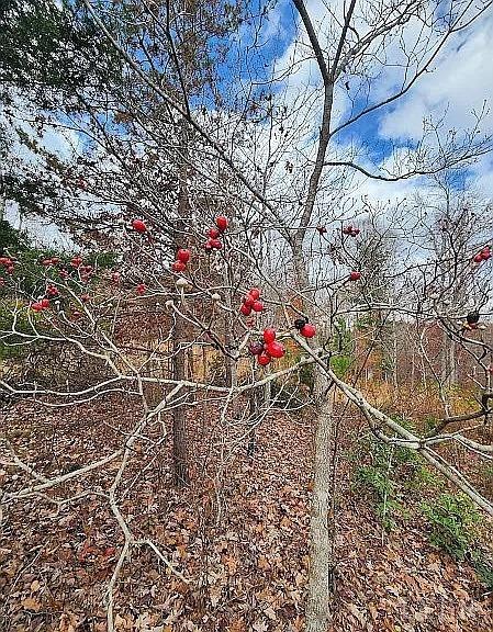 3171 Earley Farm Road Madison Heights, VA 24572 - Photo 10 of 42