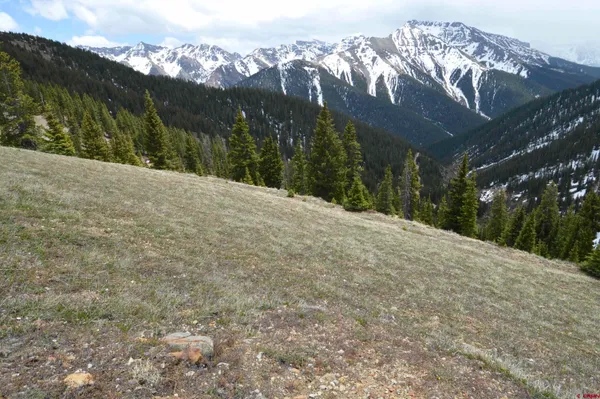 a view of a forest with a mountain