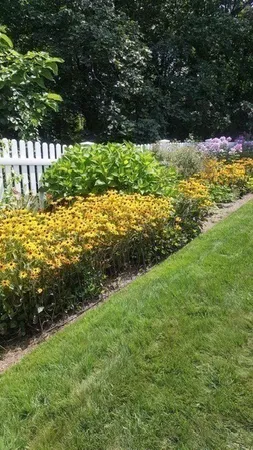 a view of a yard with plants and large trees