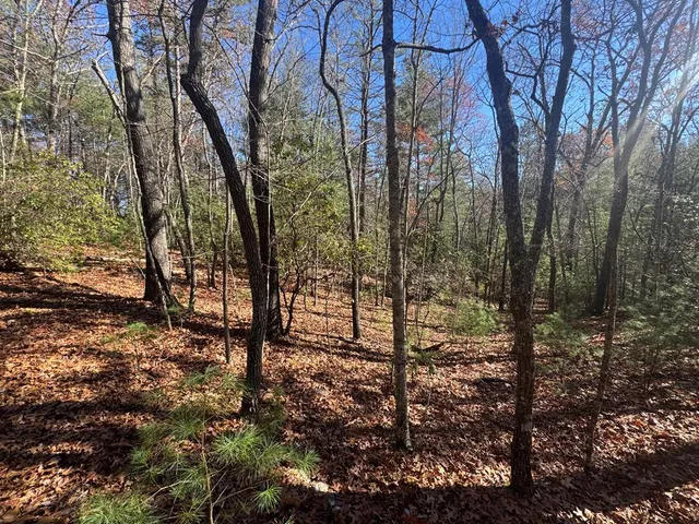 a view of a forest filled with trees