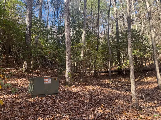 a view of a forest with trees and bushes
