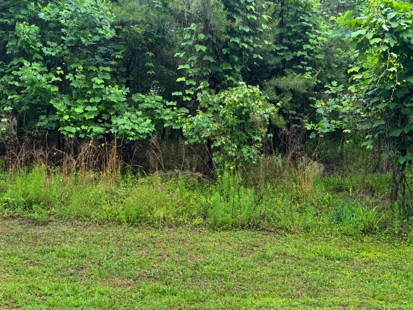 Lot 82-a2 Lot 82-a2 Safety Harbor Rd Union West Union, SC 29696 - Photo 4 of 4