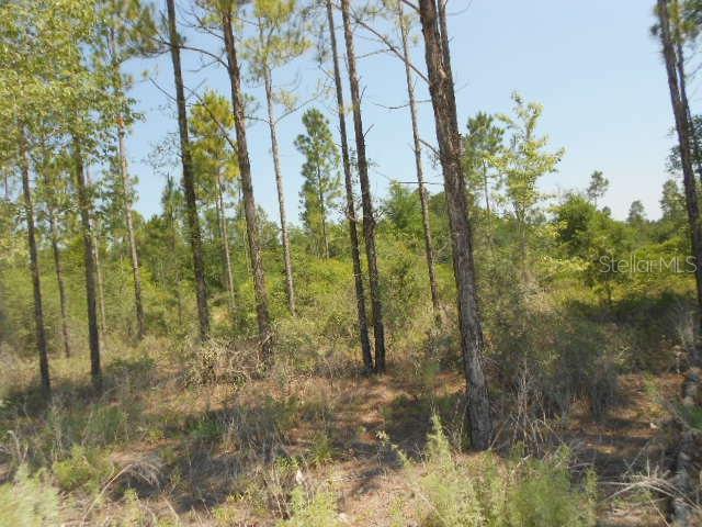 Northeast 100th Street Road Branford, FL 32008 - Photo 1 of 1 Gallery Image 1