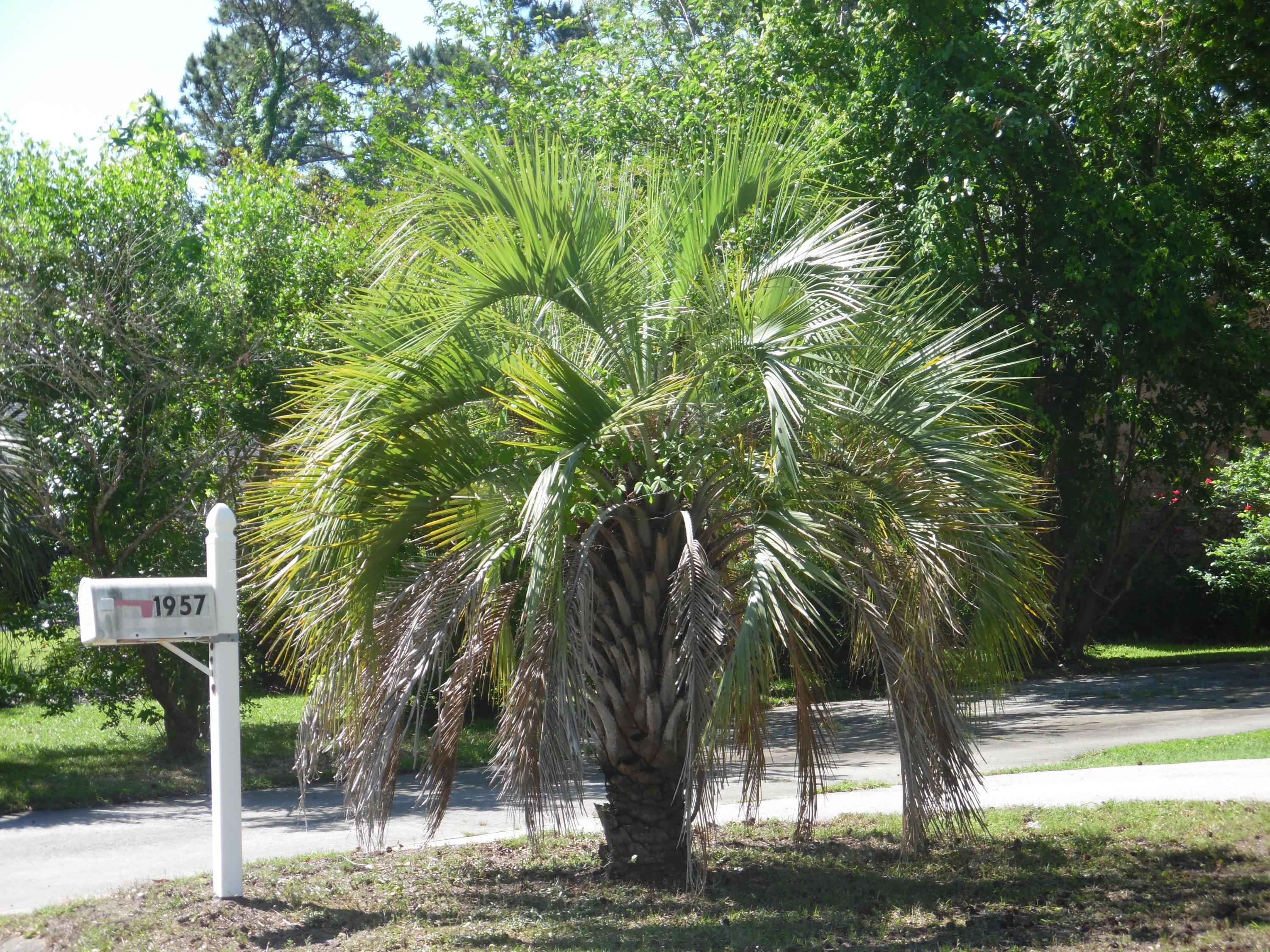 1957 Ivy Hall Road Charleston, SC 29407 - Photo 20 of 20 SAM_1027