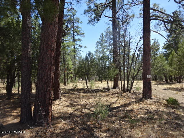 2419 Homestead Road Lakeside, AZ 85929 - Photo 5 of 6 Gallery Image 5