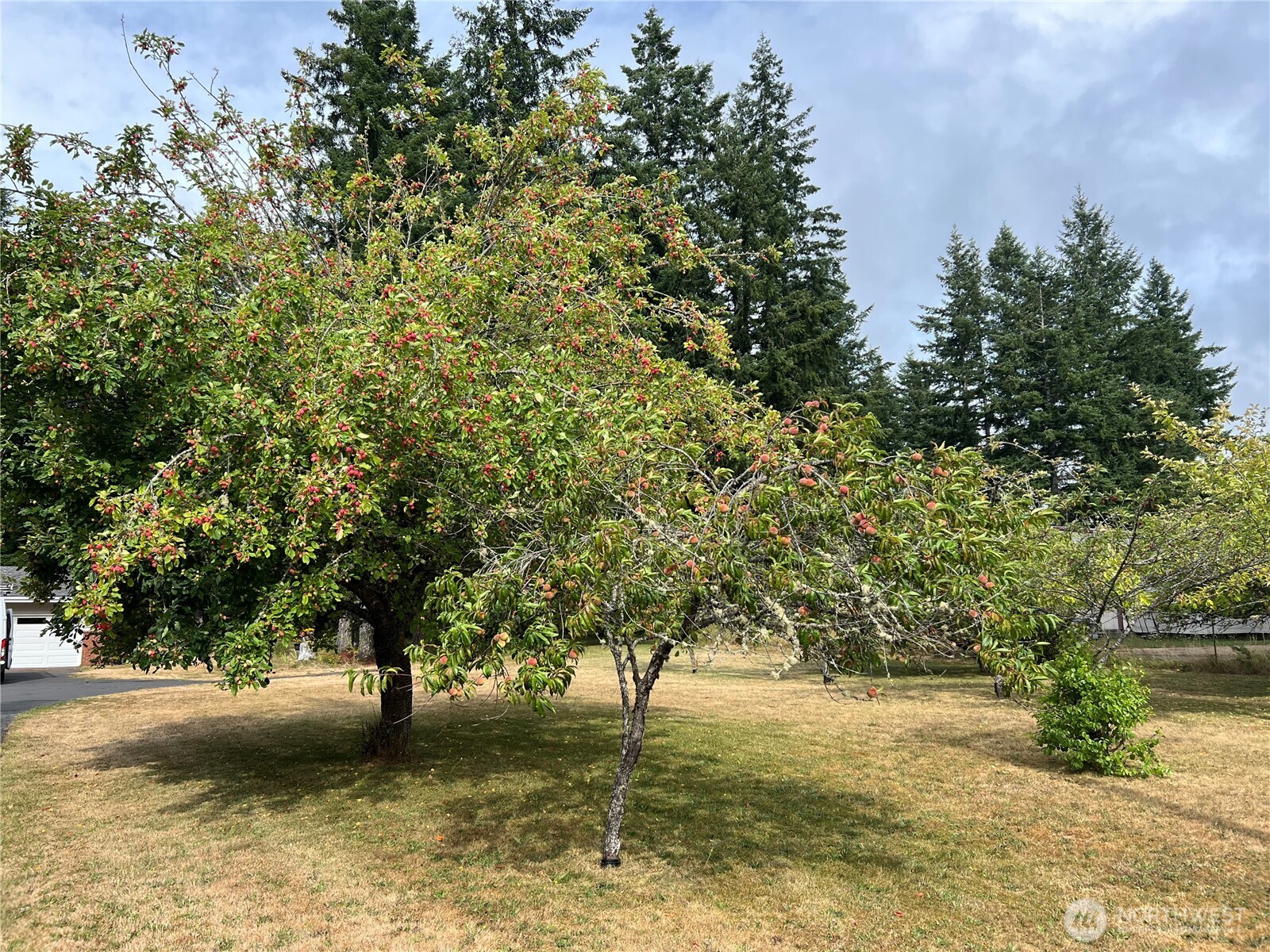 293154 Highway 101 Quilcene, WA 98376 - Photo 40 of 40 a view of a tree in a yard