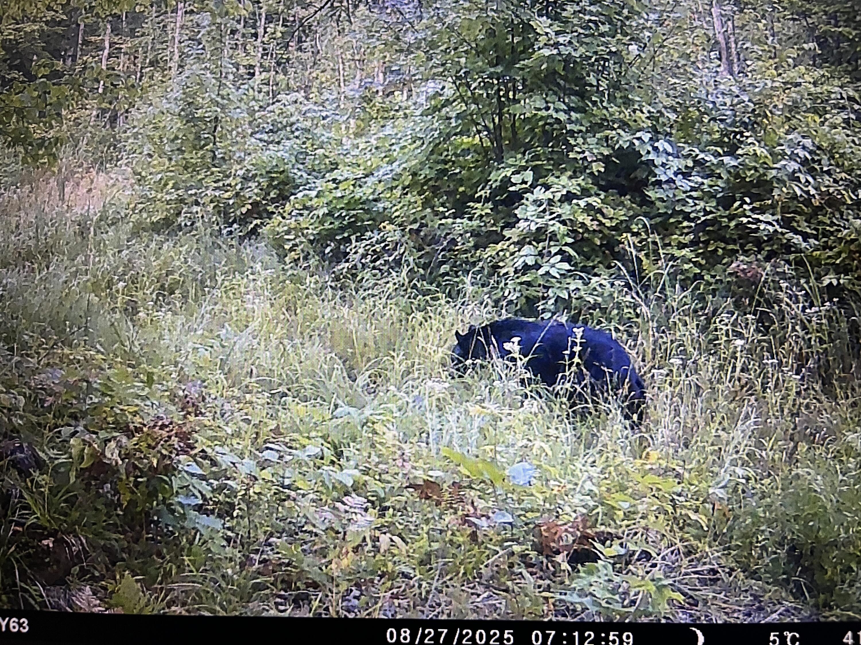 Cty Cty Shawano Line Rd Green Valley Sturgeon Bay, WI 54235 - Photo 11 of 11 Black bear strutring through