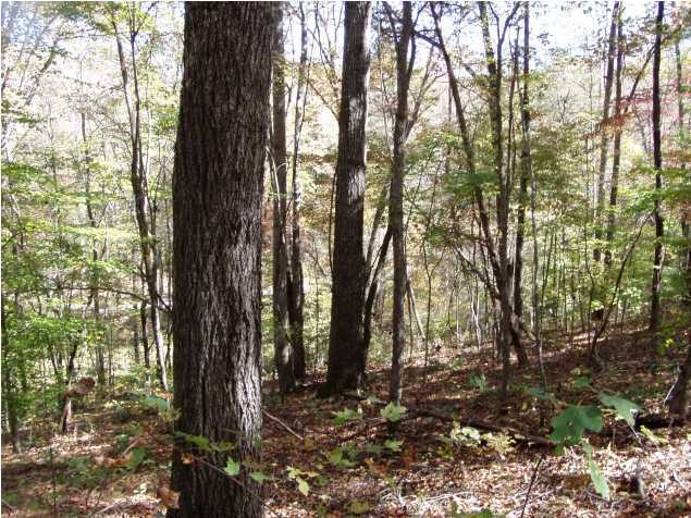 0 North Kelly Cross Road Dunlap, TN 37327 - Photo 2 of 2 Additional Photo