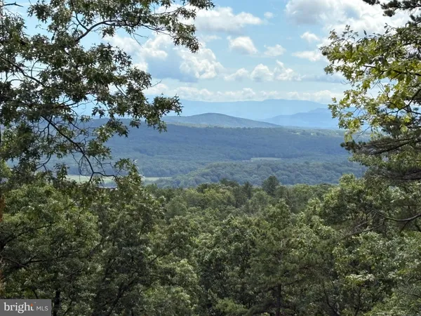 a view of a yard with plants and a large tree