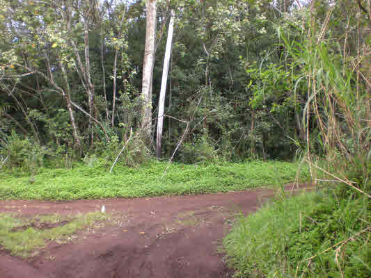 11 Puua-kapoho Road Pahoa, HI 96778 - Photo 1 of 13 a view of a yard with a tree