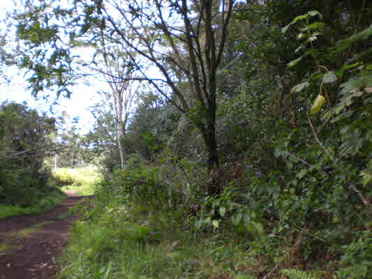 11 Puua-kapoho Road Pahoa, HI 96778 - Photo 12 of 13 a view of a tree in a yard