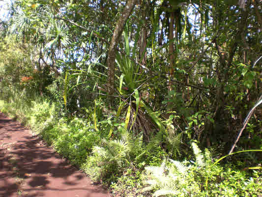11 Puua-kapoho Road Pahoa, HI 96778 - Photo 13 of 13 a view of a tree