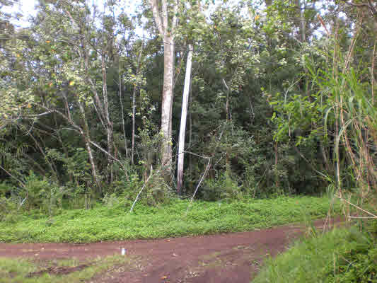 11 Puua-kapoho Road Pahoa, HI 96778 - Photo 2 of 13 a view of a yard with a trees