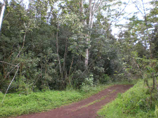 11 Puua-kapoho Road Pahoa, HI 96778 - Photo 3 of 13 a view of a forest with trees in the background