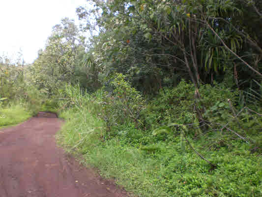 11 Puua-kapoho Road Pahoa, HI 96778 - Photo 4 of 13 a view of a yard with plants and a tree