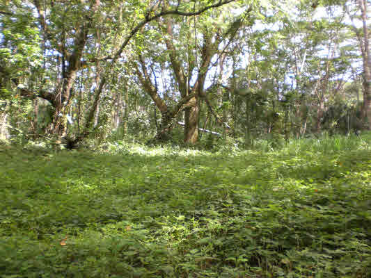11 Puua-kapoho Road Pahoa, HI 96778 - Photo 5 of 13 a view of outdoor space with deck and yard