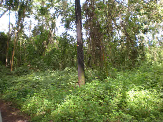 11 Puua-kapoho Road Pahoa, HI 96778 - Photo 6 of 13 a big yard with lots of green space and trees