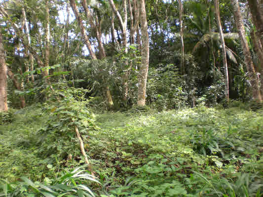 11 Puua-kapoho Road Pahoa, HI 96778 - Photo 7 of 13 a view of a forest