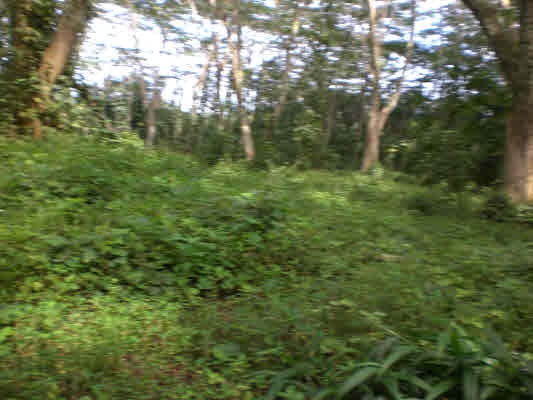 11 Puua-kapoho Road Pahoa, HI 96778 - Photo 8 of 13 a view of forest