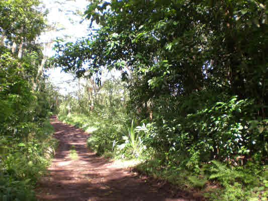 11 Puua-kapoho Road Pahoa, HI 96778 - Photo 9 of 13 a backyard of a house with a tree
