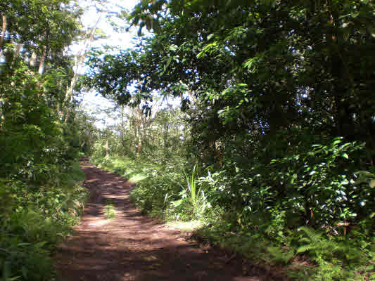 11 Puua-kapoho Road Pahoa, HI 96778 - Photo 10 of 13 a view of a forest with lots of trees