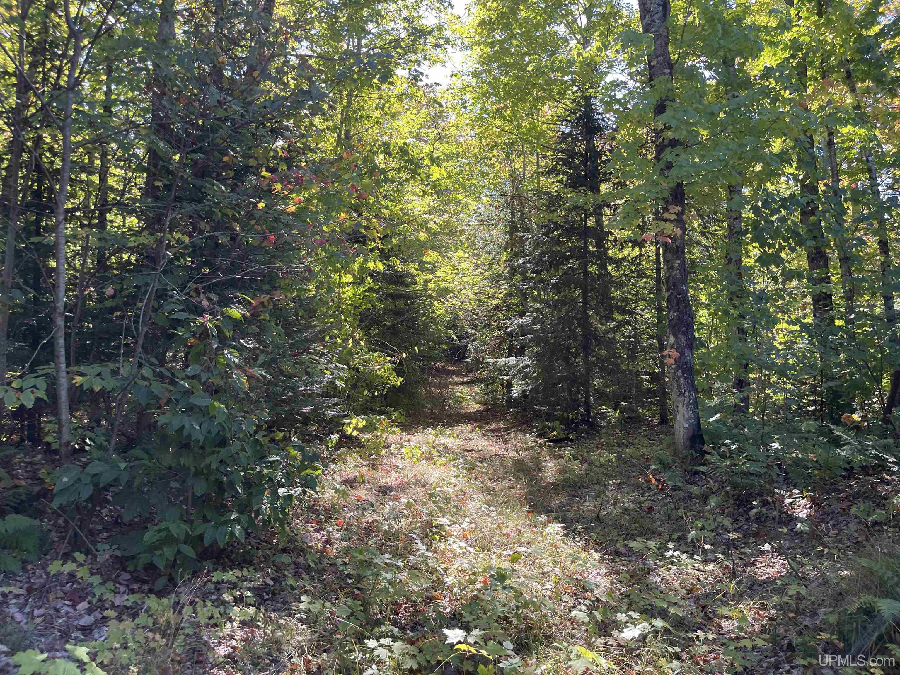 160 Acres Off H-58 Road Seney, MI 49883 - Photo 3 of 26