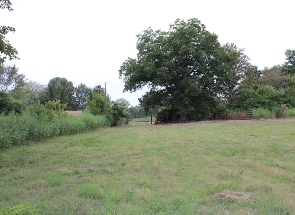 a view of field with tall trees