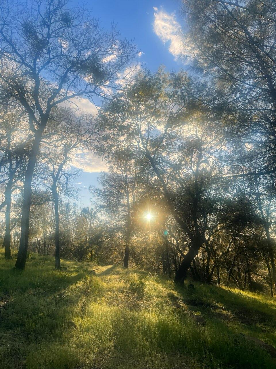 7155 Stewart Mine Road Placerville, CA 95667 - Photo 63 of 68 a view of a yard