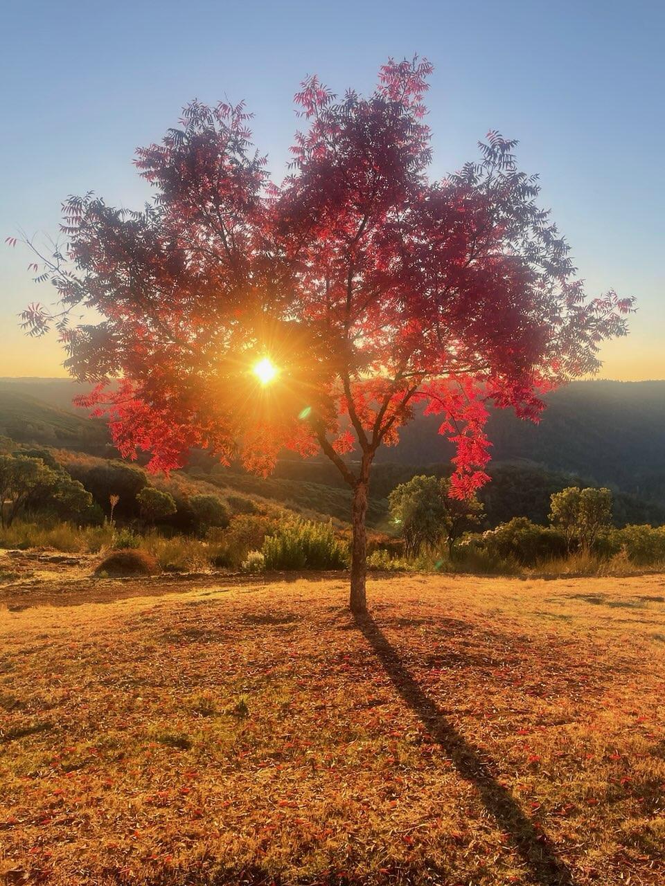 7155 Stewart Mine Road Placerville, CA 95667 - Photo 67 of 68