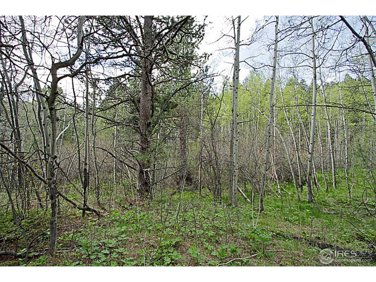 1782 Old Townsite Road Boulder, CO 80302 - Photo 15 of 23 Gallery Image 15