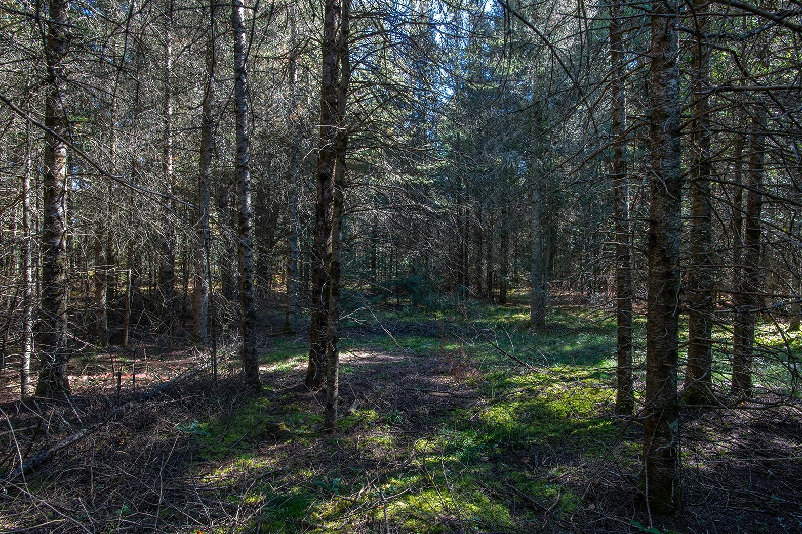 3922 Tre Fiske Road Rhinelander, WI 54501 - Photo 9 of 38 Gallery Image 9