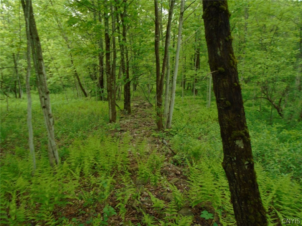 Lot B Pitcher Hill Road Pitcher, NY 13136 - Photo 14 of 29 Gallery Image 14
