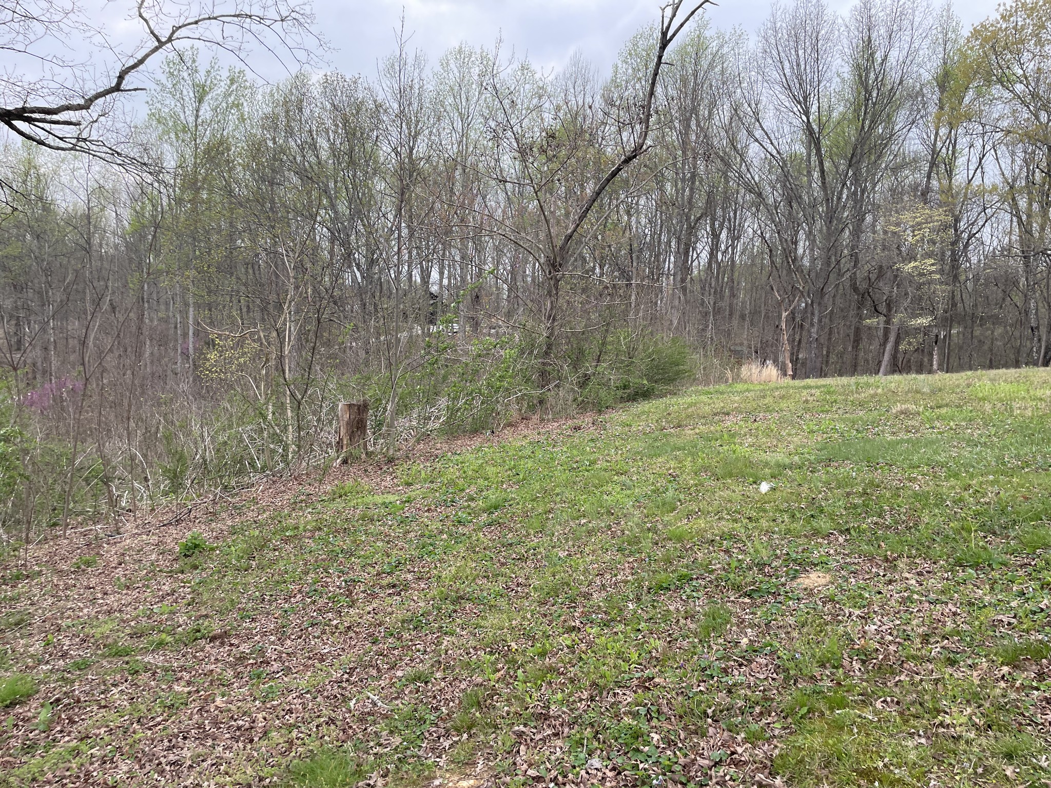 775 Union Ridge Road Wartrace, TN 37183 - Photo 9 of 20 a big yard with lots of green space and plants