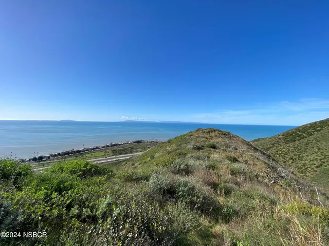 a view of a large trees with lots of bushes