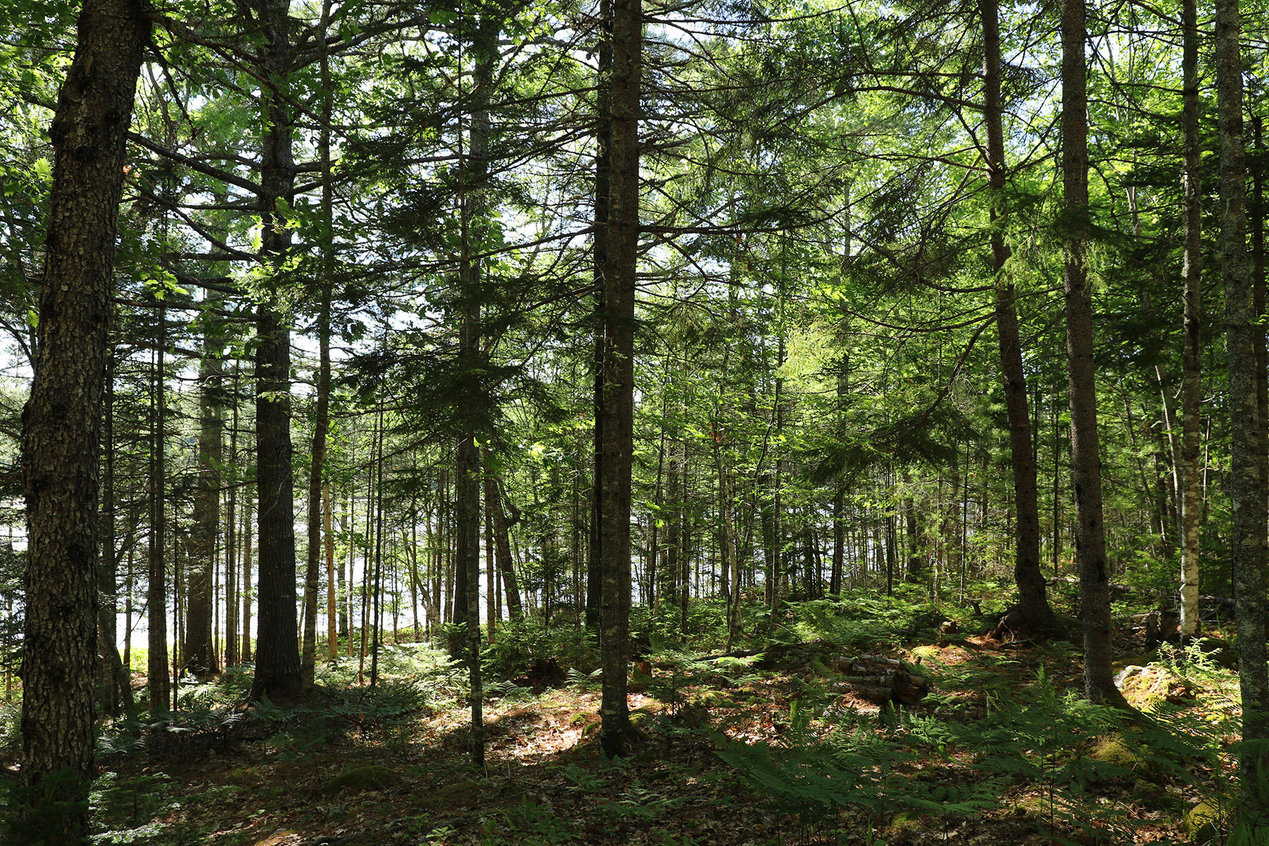 39 Dwelly Point Road Franklin, ME 04634 - Photo 31 of 37 133A0280