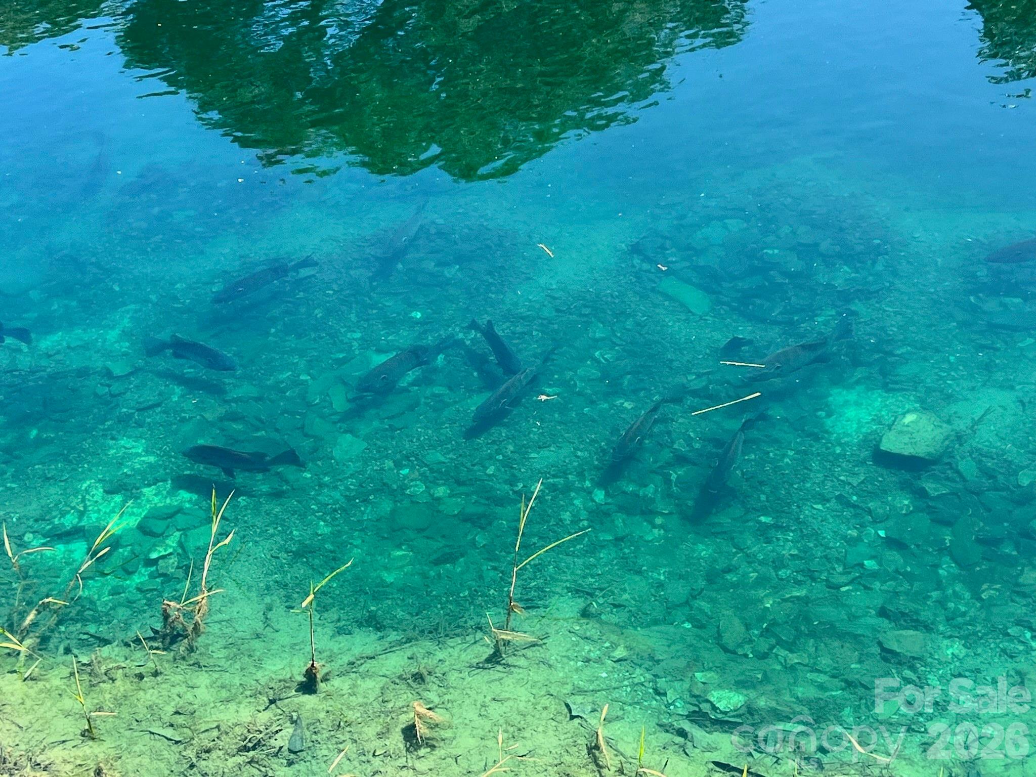 1619 Ellis Belk Road Monroe, NC 28112 - Photo 44 of 47 a big yard with lots of green space and deers