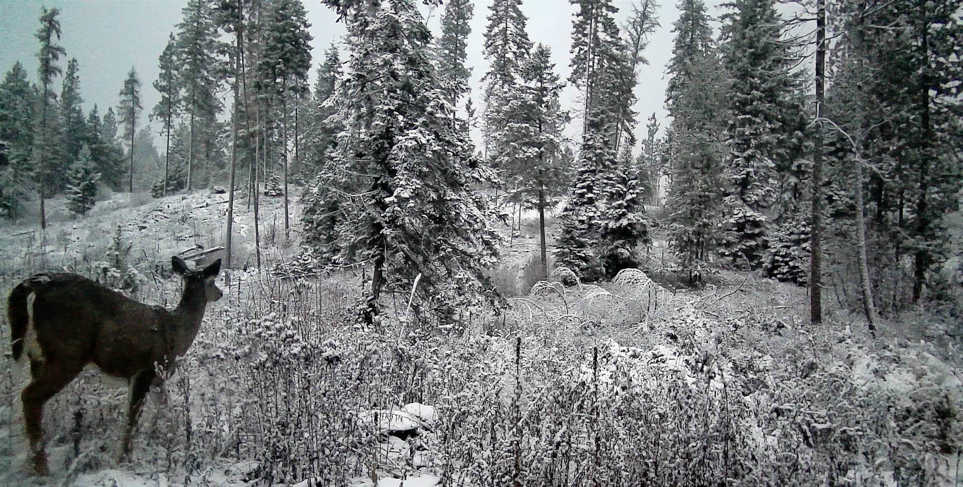 5249 D Olinger Road Springdale, WA 99173 - Photo 33 of 34