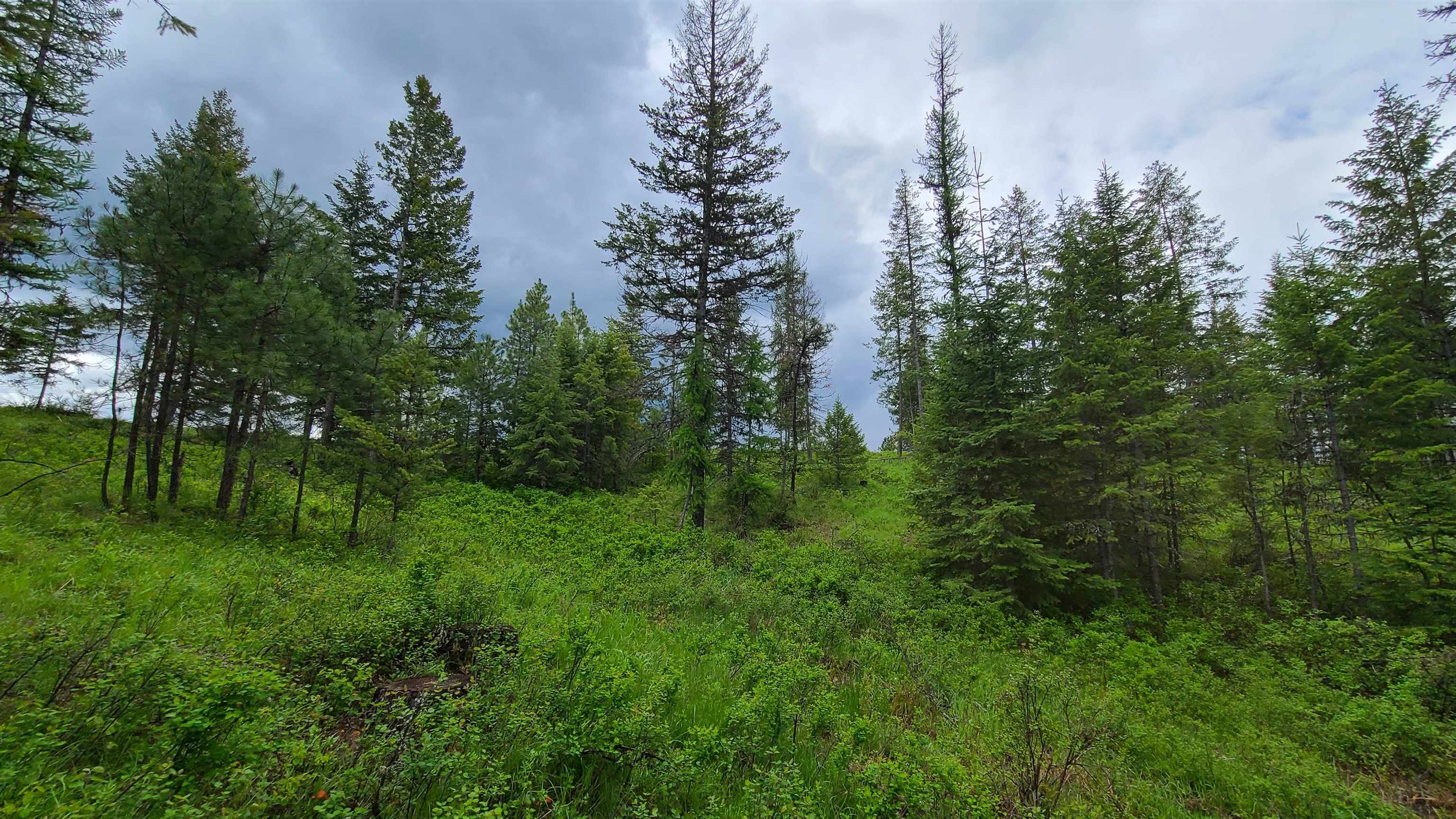 5249 D Olinger Road Springdale, WA 99173 - Photo 6 of 34